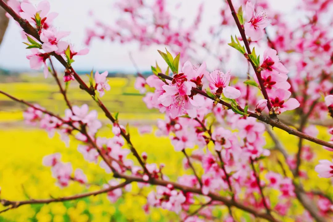 探尋陜西春天的魅力 探尋陜西春天的魅力