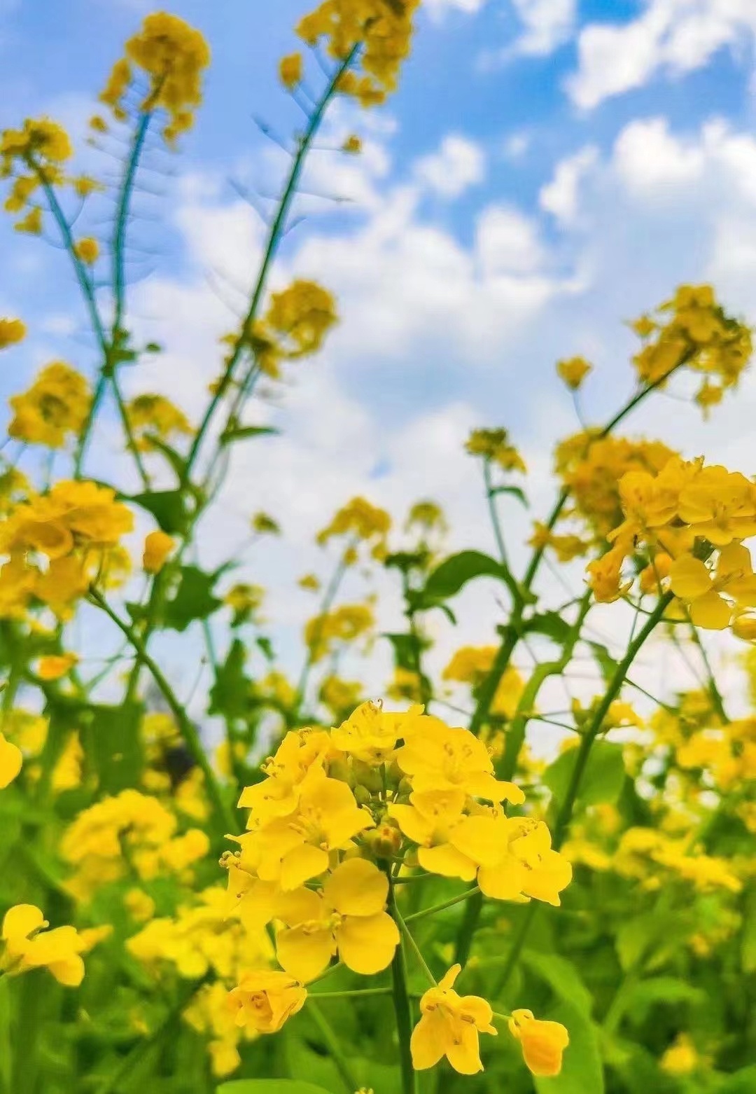 春到漢人老家 春到漢人老家