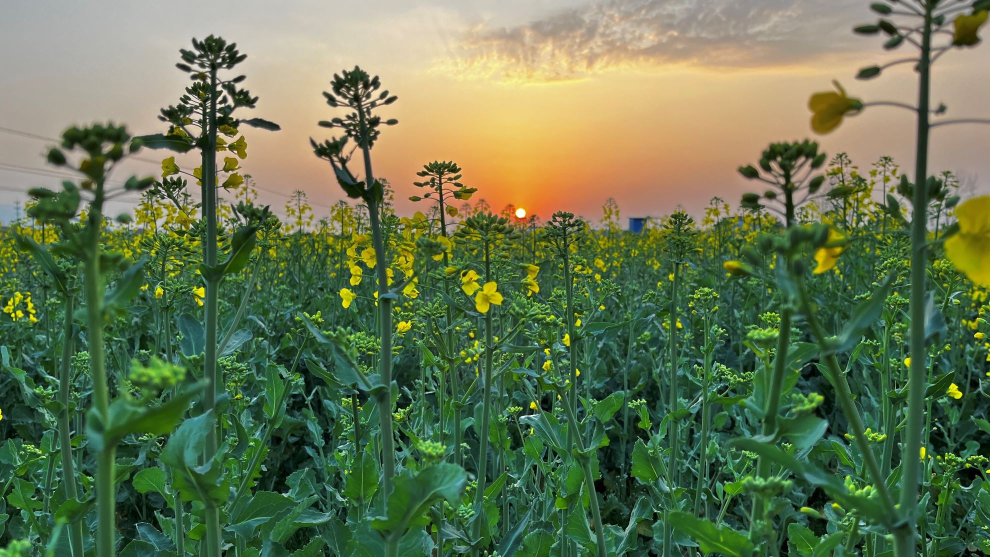 春到漢人老家 春到漢人老家