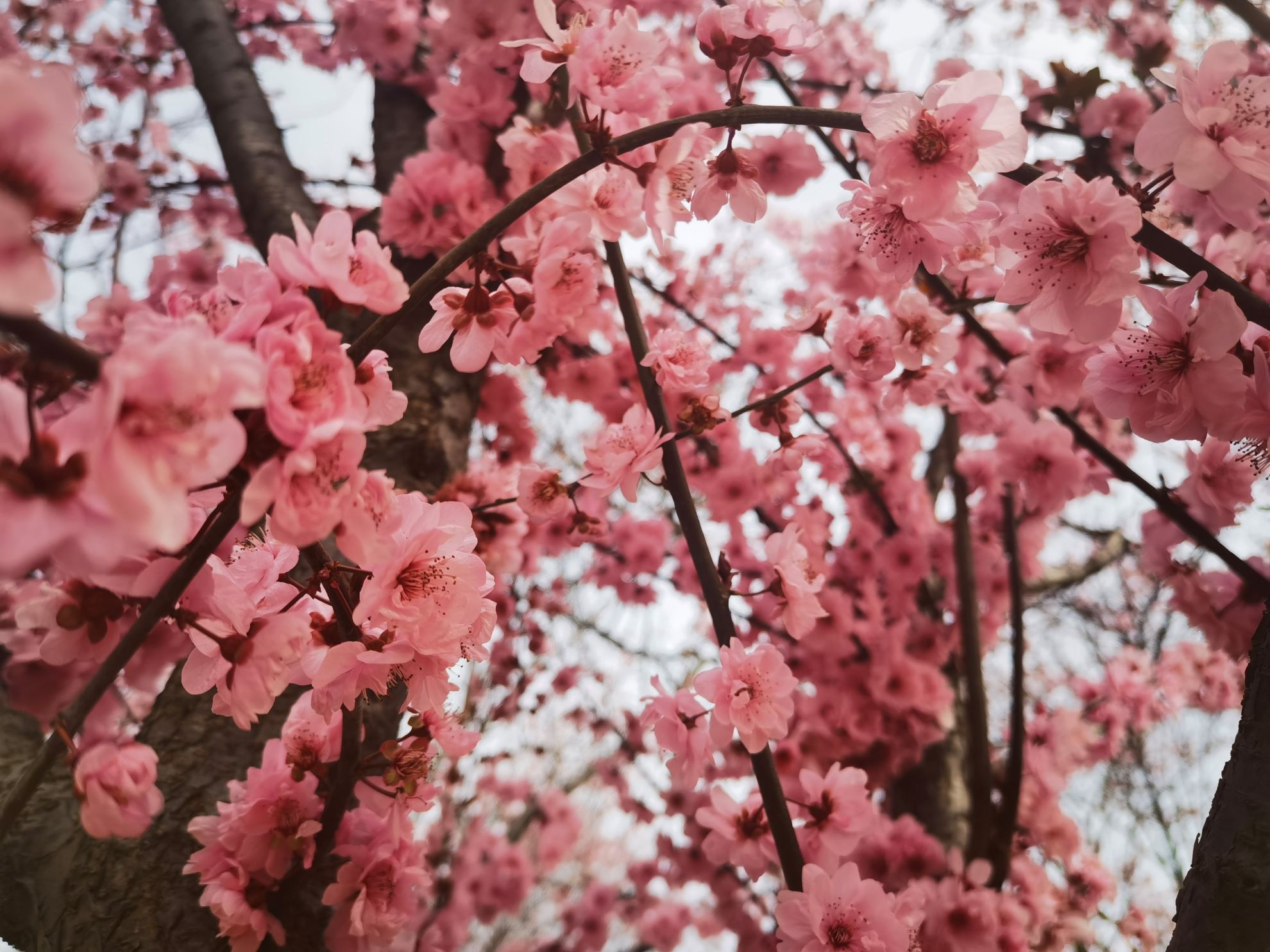春到漢人老家 春到漢人老家