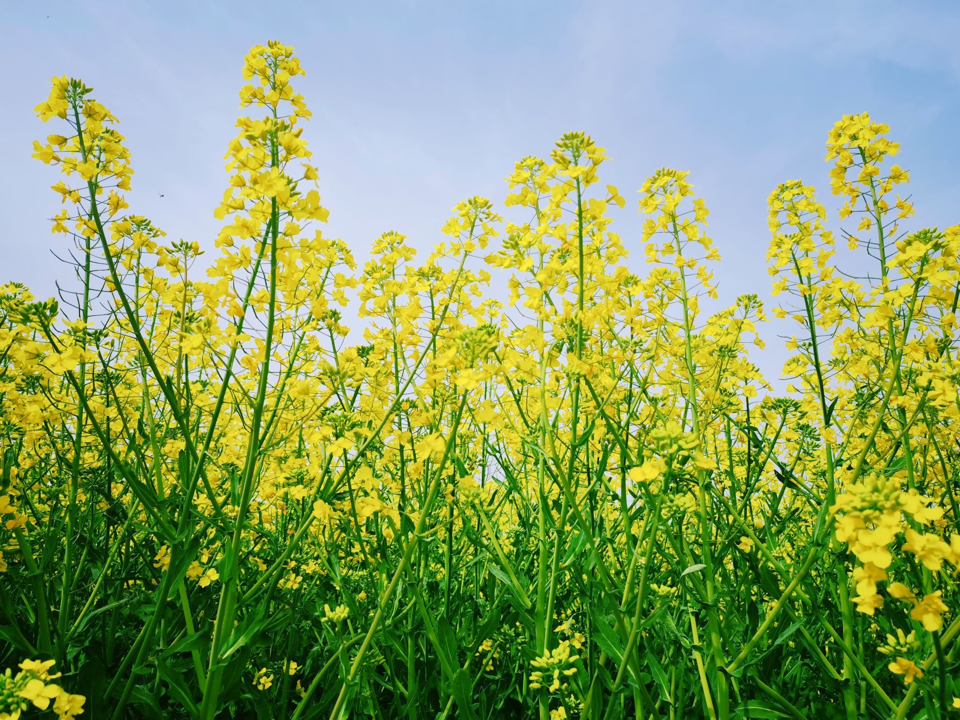 春到漢人老家 春到漢人老家