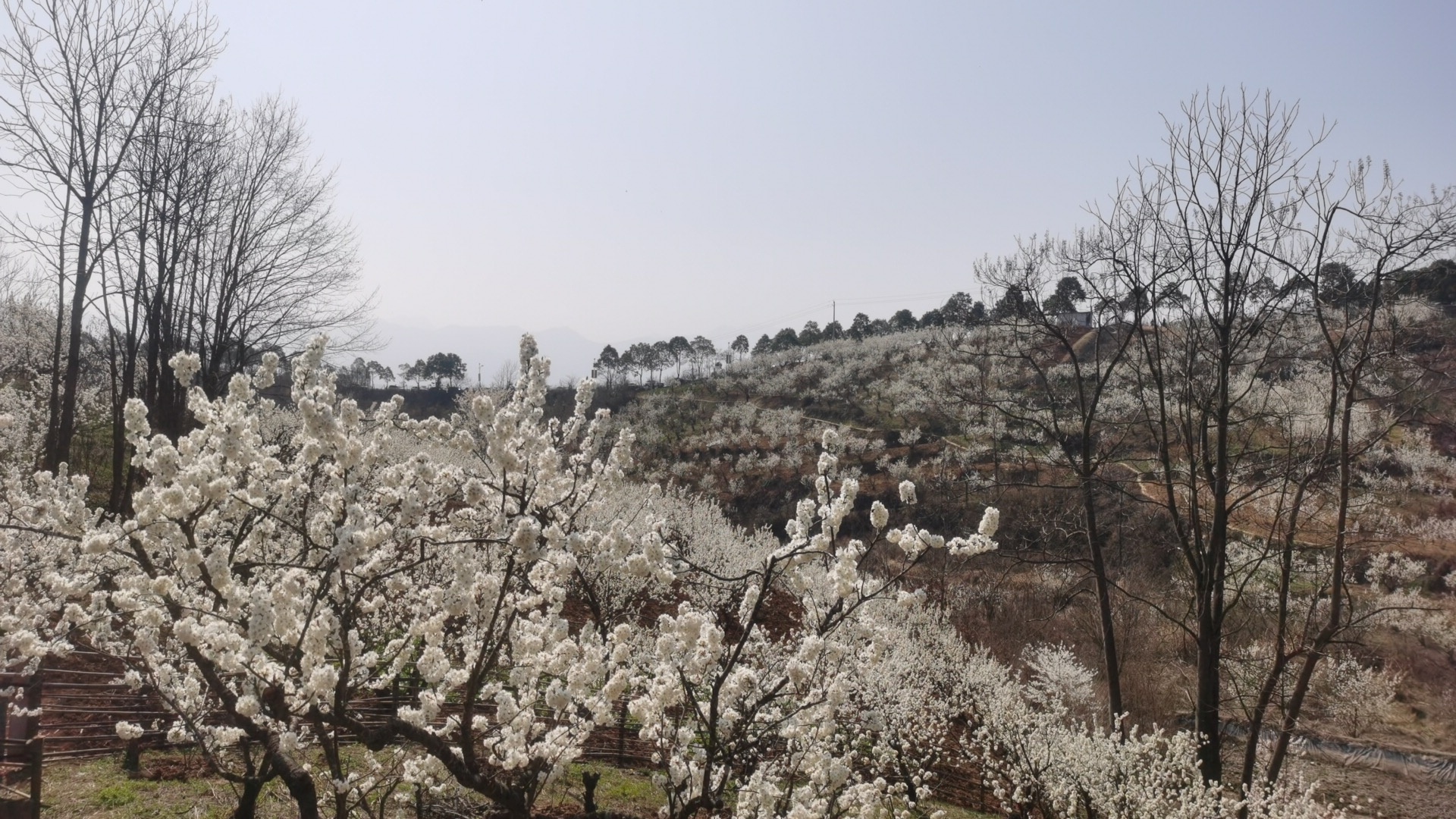 春到漢人老家 春到漢人老家