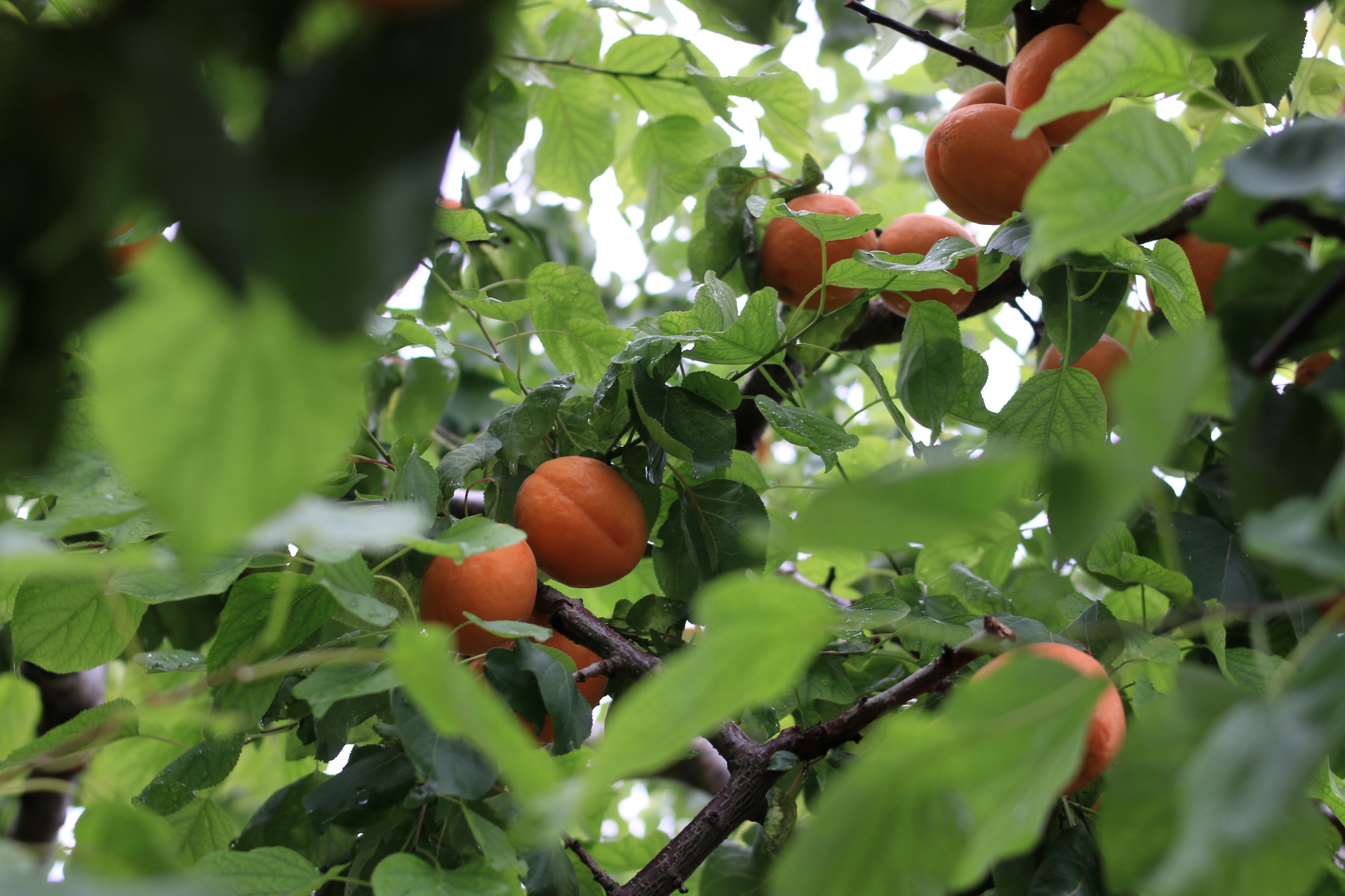 初夏的味道 初夏的味道