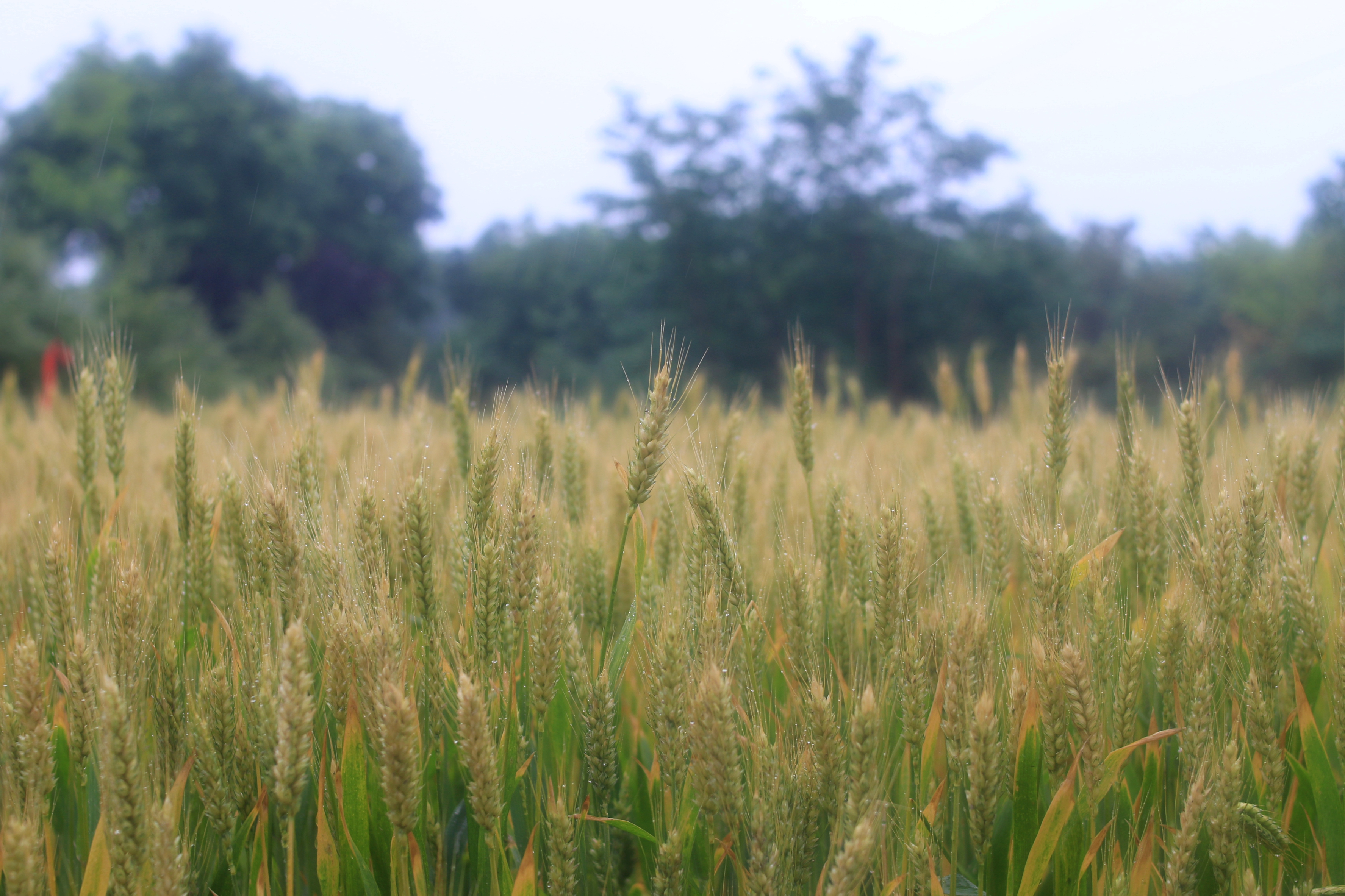 初夏的味道 初夏的味道