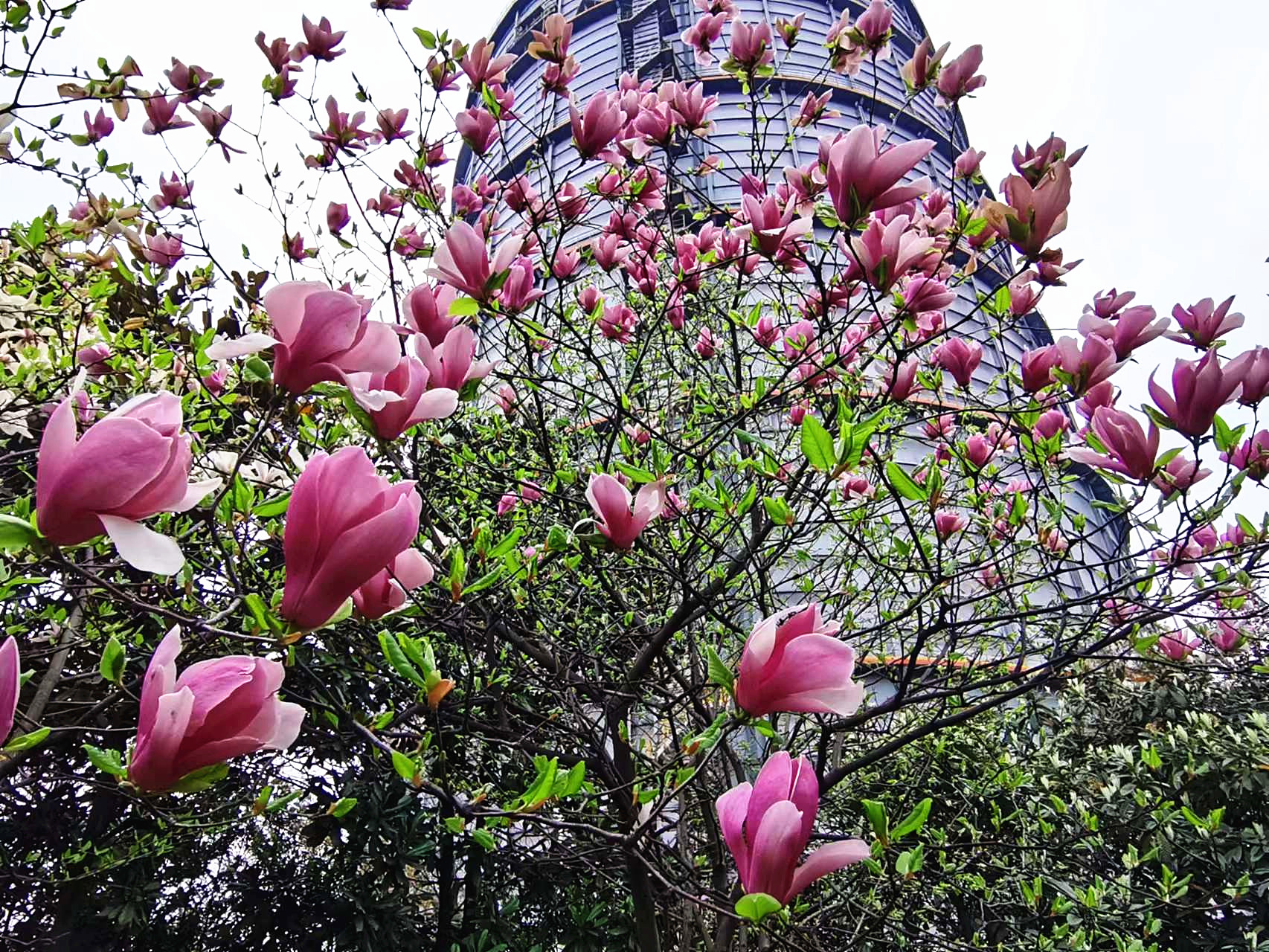 持續做好增綠擴綠補綠 美麗漢鋼繪就綠色發展新篇章 持續做好增綠擴綠補綠 美麗漢鋼繪就綠色發展新篇章