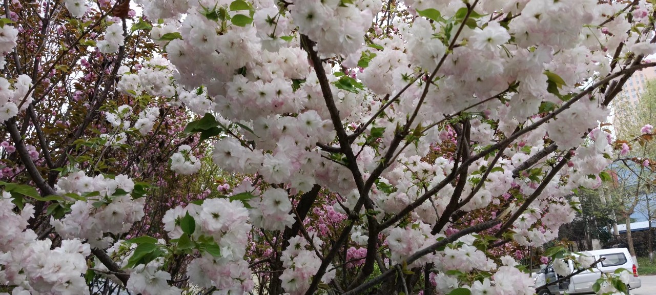 暖香春天 暖香春天