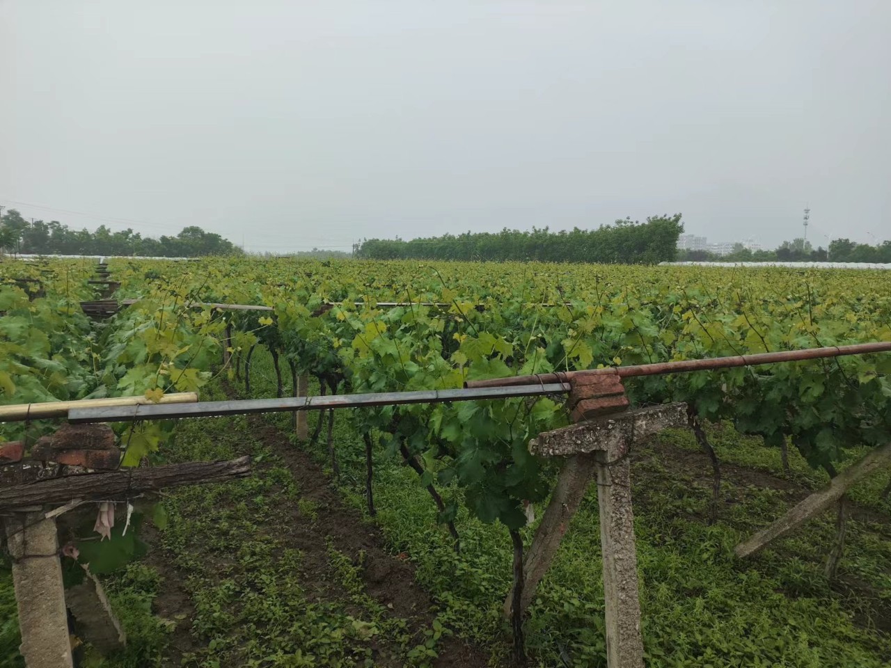 葡萄濃情傳家風 葡萄濃情傳家風