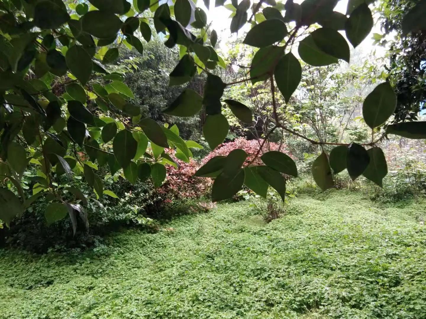 心中無(wú)塵,歲月生香 心中無(wú)塵,歲月生香