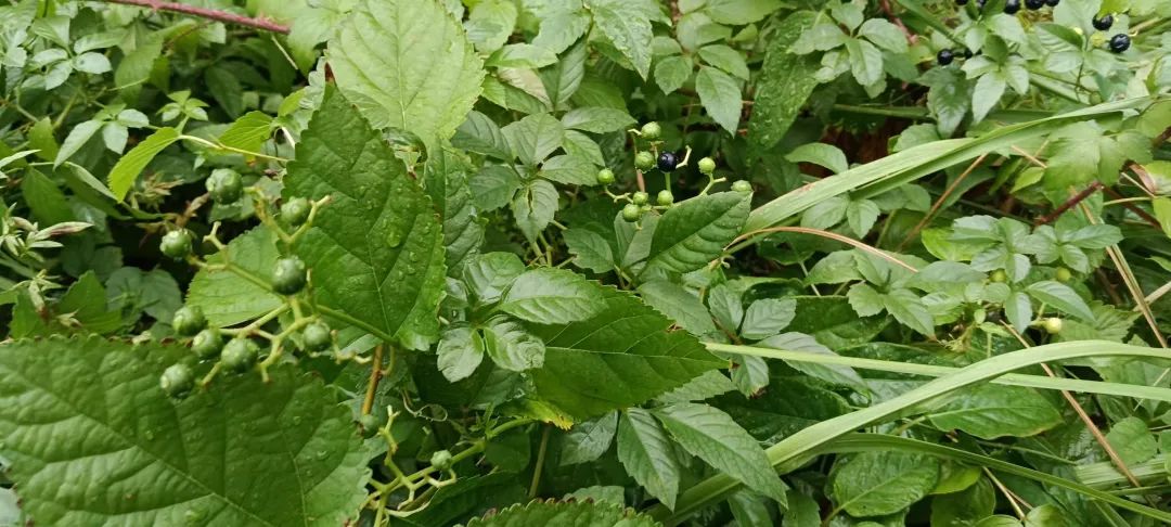 秋雨隨筆 秋雨隨筆