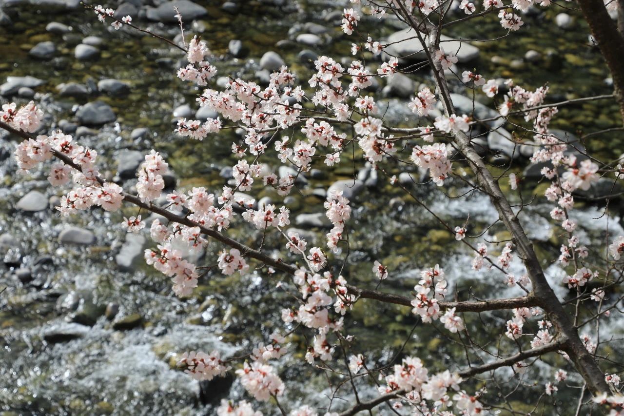 迎春的私語(yǔ) 迎春的私語(yǔ)