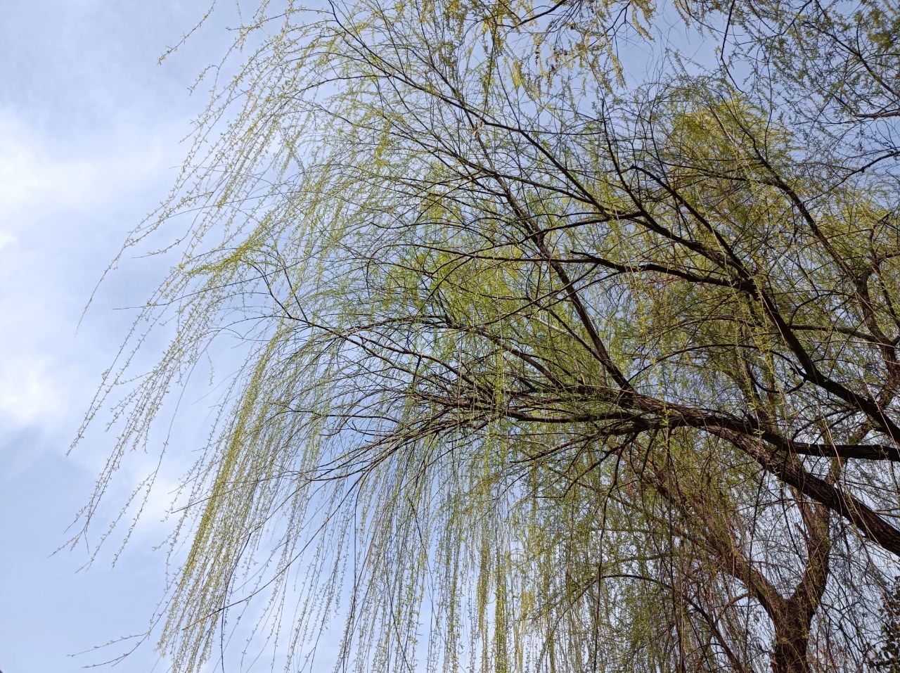 春天的風 春天的風