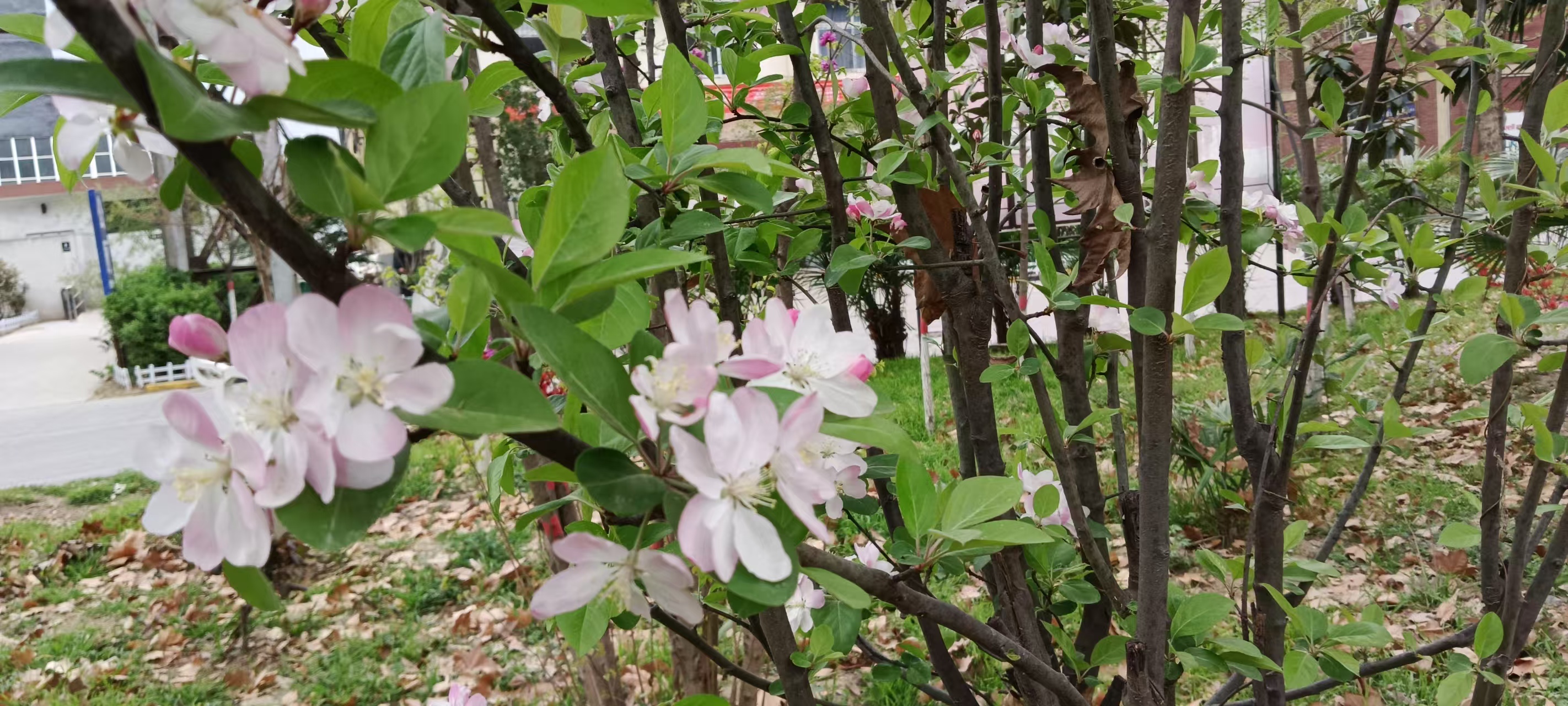 漫步在花園詩行 漫步在花園詩行