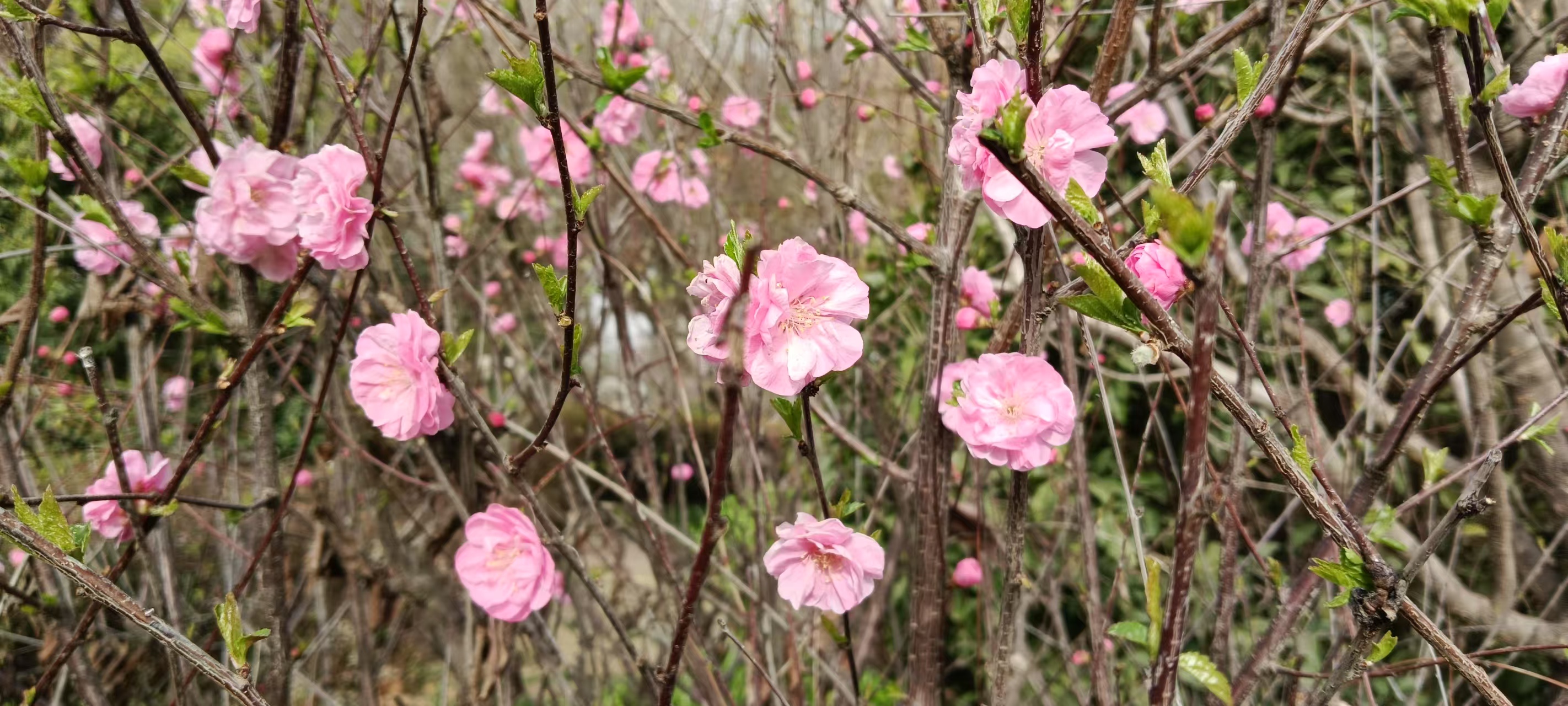 漫步在花園詩行 漫步在花園詩行