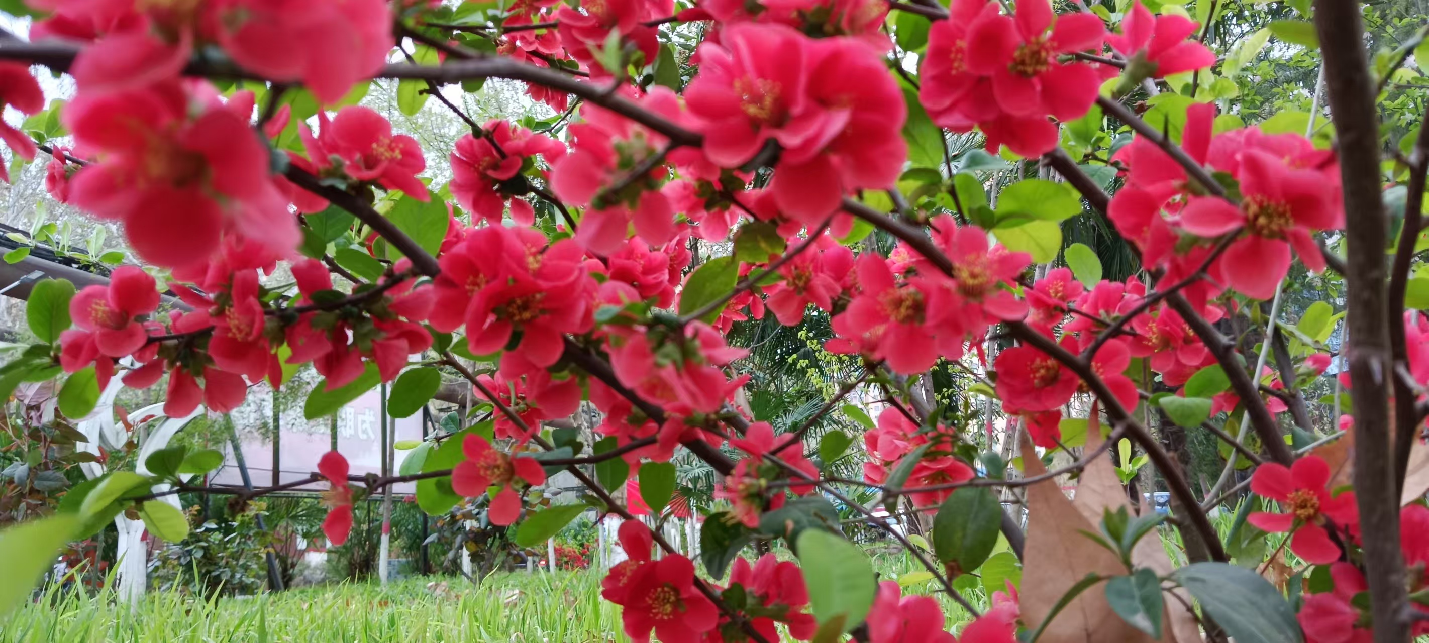 漫步在花園詩行 漫步在花園詩行