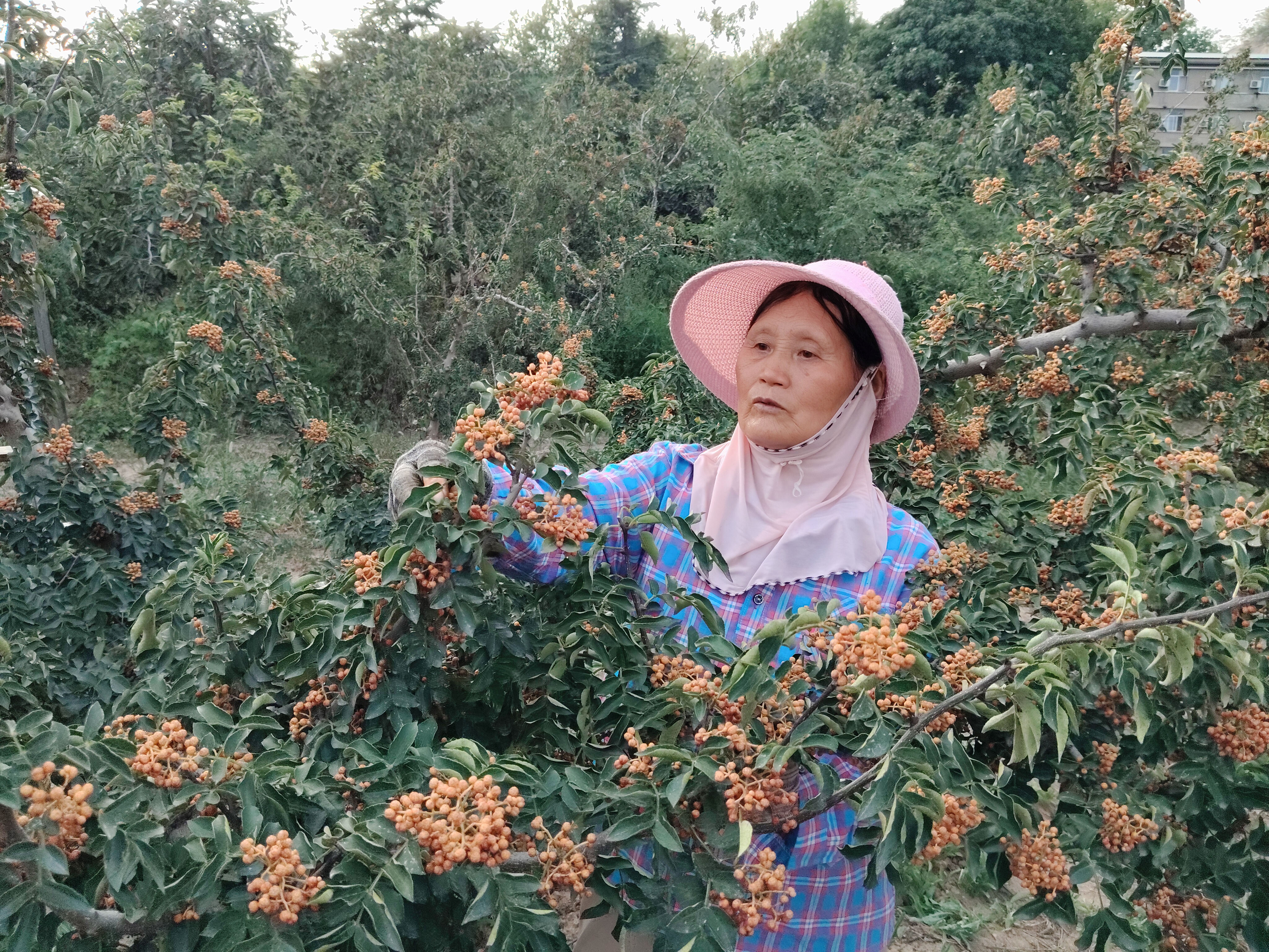 鄉(xiāng)土之上的堅(jiān)韌脊梁 鄉(xiāng)土之上的堅(jiān)韌脊梁