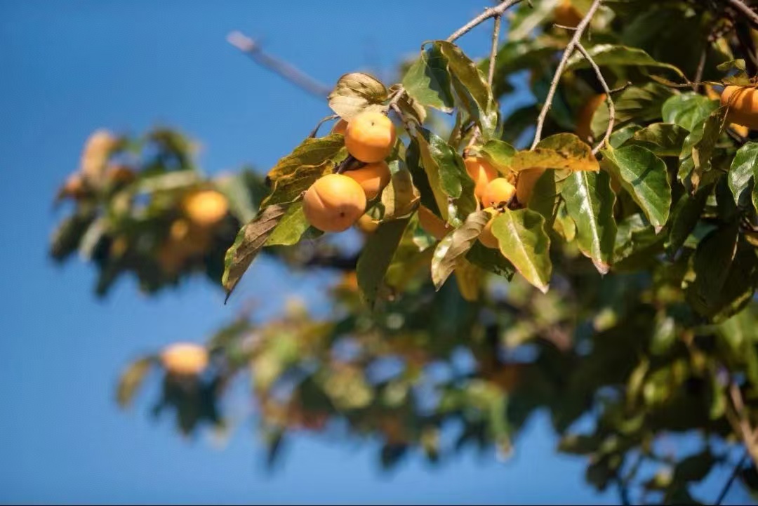 霜降有情 霜降有情
