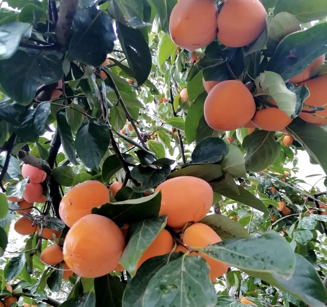 橙黃枝頭搶秋光 橙黃枝頭搶秋光